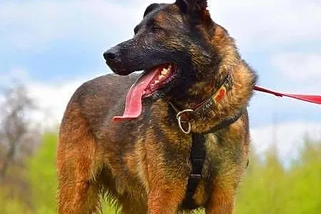 ARES - piękny, potężny pies w typie owczarka szuka