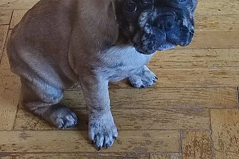 Buldog francuski, Łódzkie, Łódź
