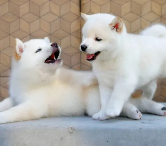 niesamowity Japoński Shiba Inu whatsapp +48782076170, , Kawle