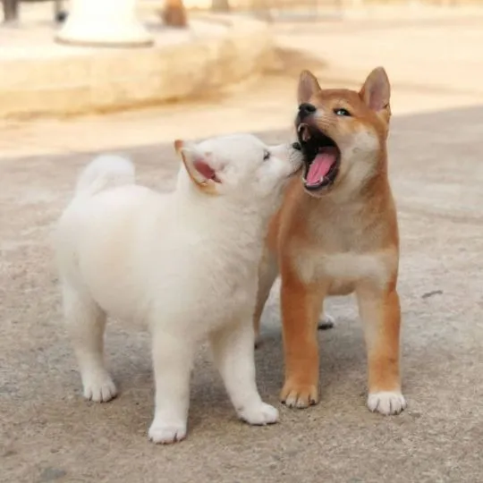 niesamowity Japoński Shiba Inu whatsapp +48782076170