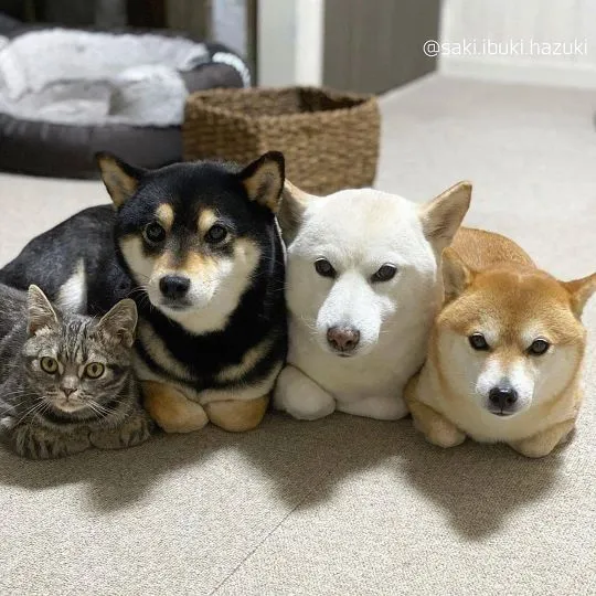 niesamowity Japoński Shiba Inu whatsapp +48782076170, , Kawle