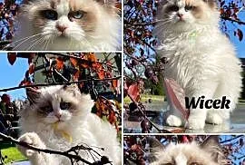 Gotowy do odbioru kot Ragdoll