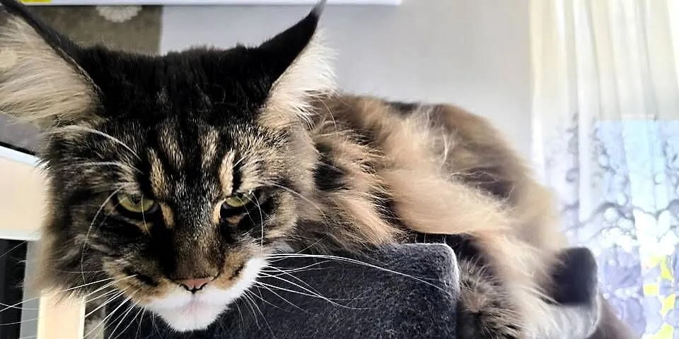 Maine coon kotka, drapak, kuweta, klatka, Śląskie, Wieszowa