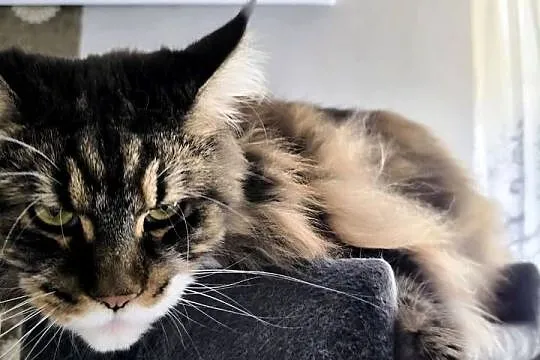 Maine coon kotka, drapak, kuweta, klatka