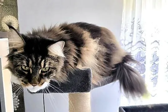 Maine coon kotka, drapak, kuweta, klatka, Śląskie, Wieszowa