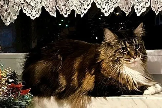 Maine coon kotka, drapak, kuweta, klatka, Śląskie, Wieszowa