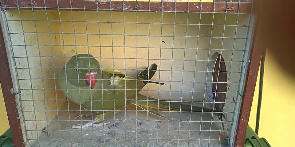 Aleksandretta obrożna samiec, Podkarpackie, Kosina