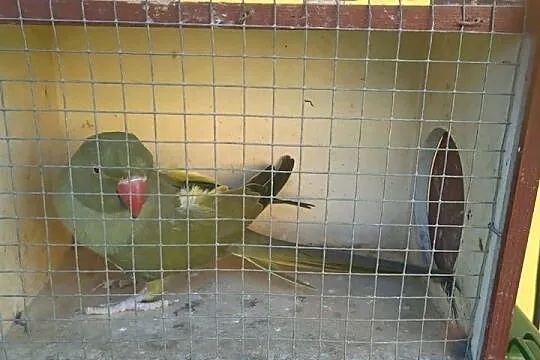 Aleksandretta obrożna samiec, Podkarpackie, Kosina