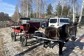 Kucyk 4 lata paszport