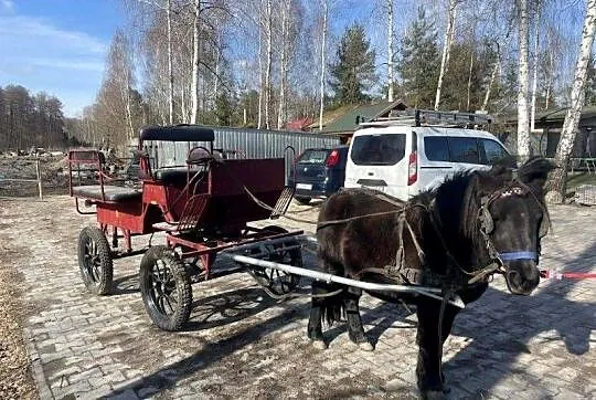 Kucyk 4 lata paszport