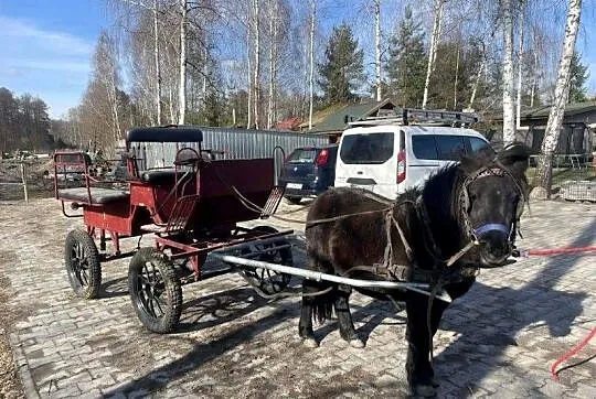 Kucyk 4 lata paszport, Łódzkie, Andrespol