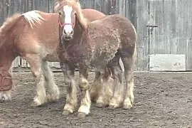 Zrebak