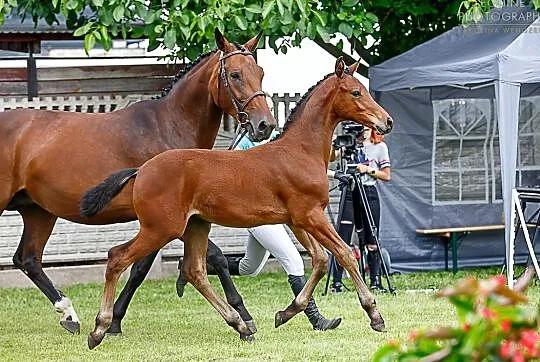 Sprzedam klacz, , Hejdyk
