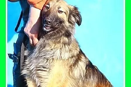 SZARKA-średnia,przytulaśna,łagodna,młoda suczka.ADOPCJA