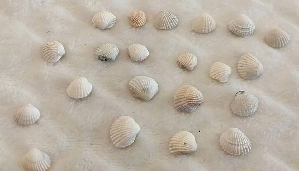 Zestaw muszli (22szt) 1,3cm, 71 (Kreatywne), Śląskie, Czeladź