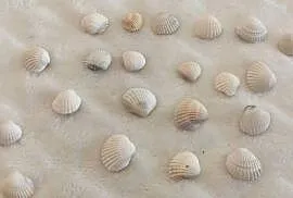 Zestaw muszli (22szt) 1,3cm, 71 (Kreatywne)