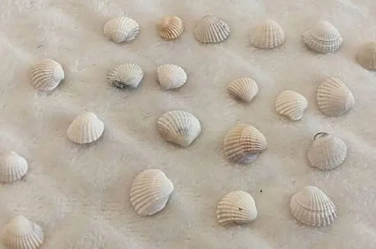 Zestaw muszli (22szt) 1,3cm, 71 (Kreatywne), Śląskie, Czeladź