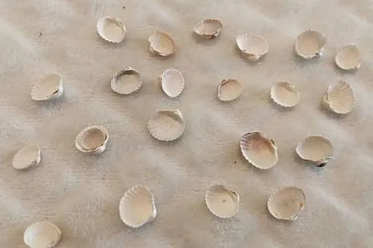 Zestaw muszli (22szt) 1,3cm, 71 (Kreatywne), Śląskie, Czeladź