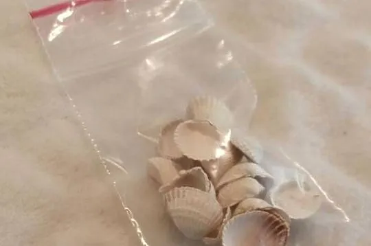 Zestaw muszli (22szt) 1,3cm, 71 (Kreatywne), Śląskie, Czeladź