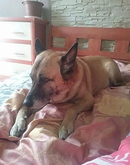 Staruszek Aron szuka kochającego domu, dolnośląsk
