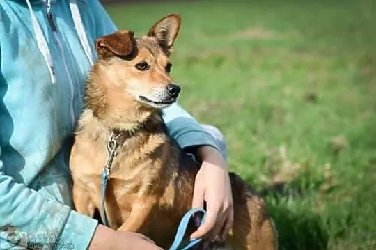 Niewielka, pełna wigoru Mini, młoda, kochająca czł