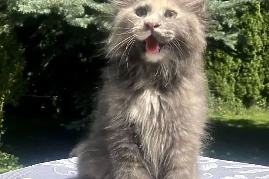 Maine Coon - koka ! Linia shaded po imp., Dolnośląskie, Wińsko