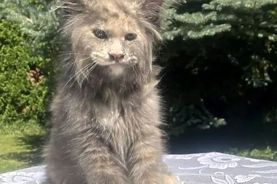 Maine Coon - koka ! Linia shaded po imp., Dolnośląskie, Wińsko