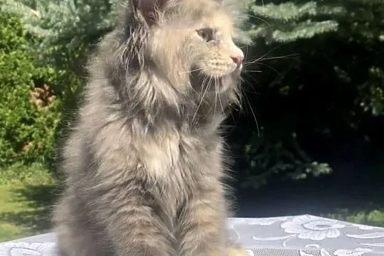 Maine Coon - koka ! Linia shaded po imp., Dolnośląskie, Wińsko