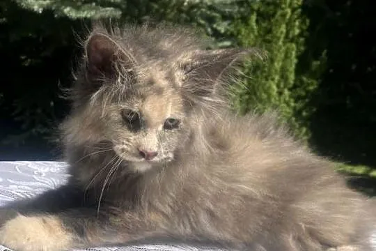 Maine Coon - koka ! Linia shaded po imp., Dolnośląskie, Wińsko