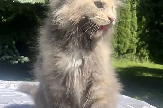 Maine Coon - koka ! Linia shaded po imp., Dolnośląskie, Wińsko