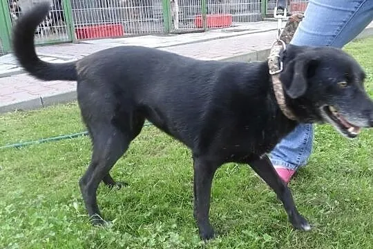 Sympatyczna Zosia szuka domu, Śląskie, Bytom