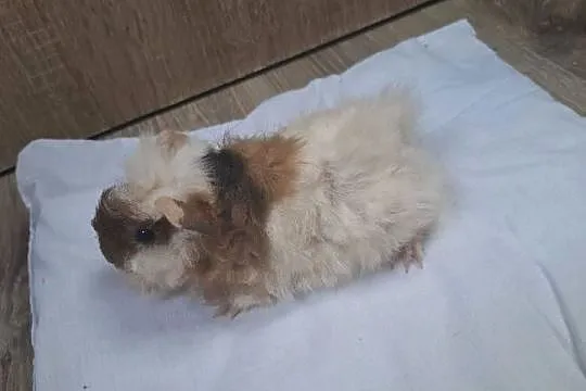 Młode świnki morskie długowłosa alpaka Samiec, Pomorskie, Kwidzyn