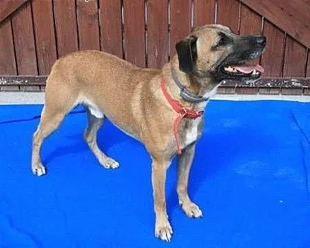 Roki - młody, energiczny super psiak do adopcji,