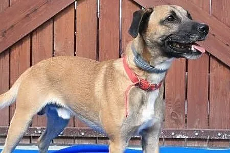 Roki - młody, energiczny super psiak do adopcji,  