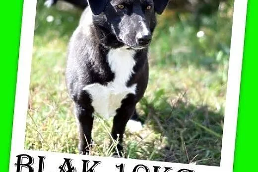10kg,krótkie łapki,łagodny,towarzyski piesek BLAK.Adopcja,  dolnośląskie Wrocław