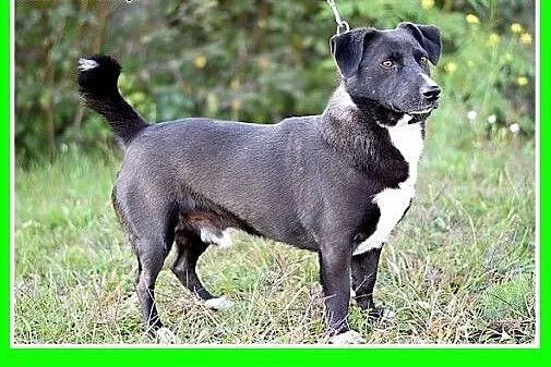 10kg,krótkie łapki,łagodny,towarzyski piesek BLAK.