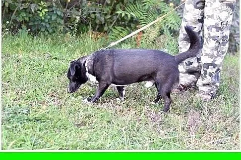 10kg,krótkie łapki,łagodny,towarzyski piesek BLAK.