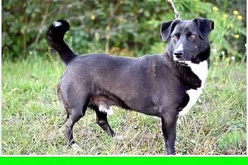 10kg,krótkie łapki,łagodny,towarzyski piesek BLAK.
