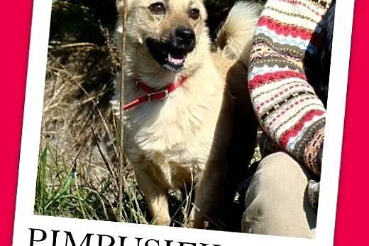 8 kg,nakolankowy,łagodny,przyjazny piesek PIMPUŚ.Adopcja,  mazowieckie Warszawa