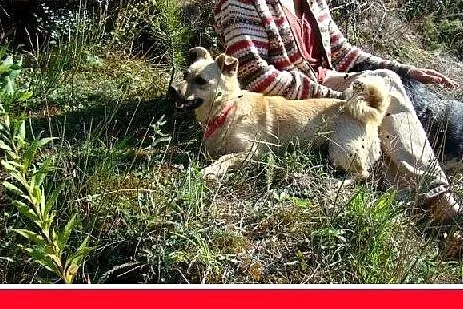 8 kg,nakolankowy,łagodny,przyjazny piesek PIMPUŚ.A