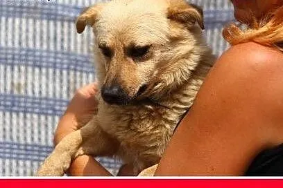 8 kg,nakolankowy,łagodny,przyjazny piesek PIMPUŚ.A