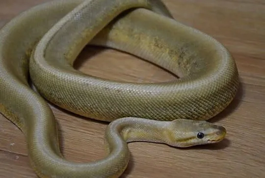 Python regius
