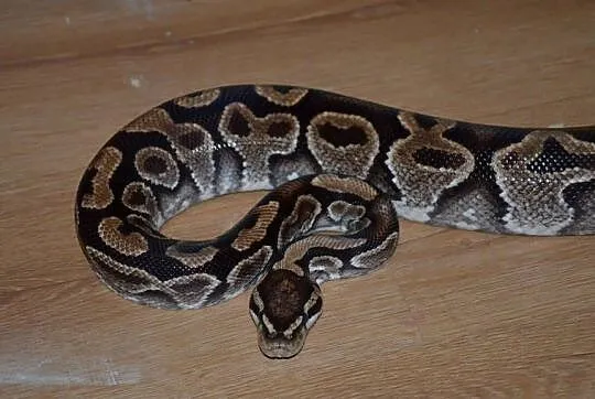 Python regius, Małopolskie, Chocznia