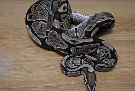 Python regius, Małopolskie, Chocznia