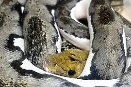 Pyton siatkowy pied tiger