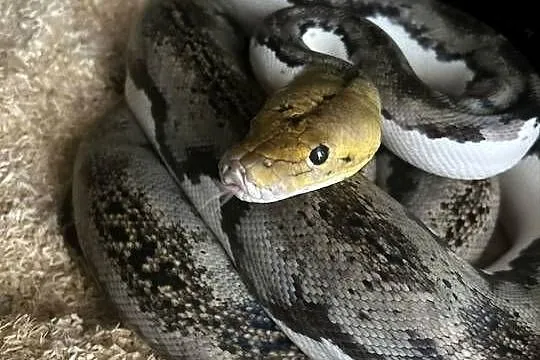 Pyton siatkowy pied tiger, Śląskie, Jaworzno