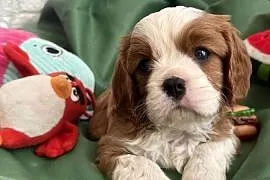 Cavalier King Charles Spaniel piesek Bambi