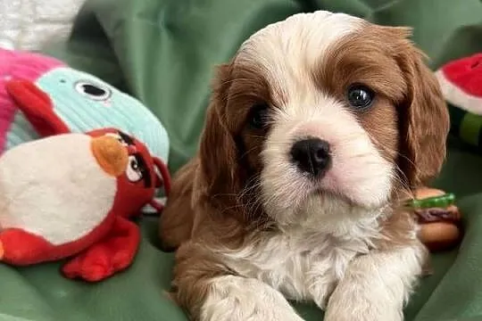 Cavalier King Charles Spaniel piesek Bambi