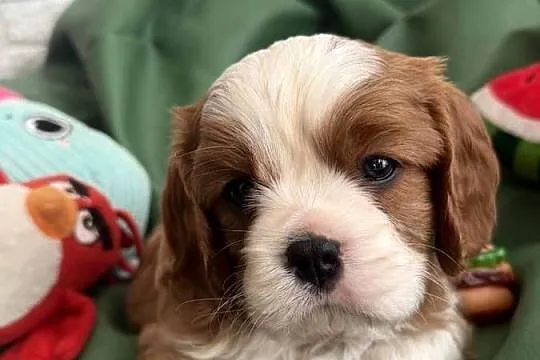 Cavalier King Charles Spaniel piesek Bambi, Łódzkie, Olsza
