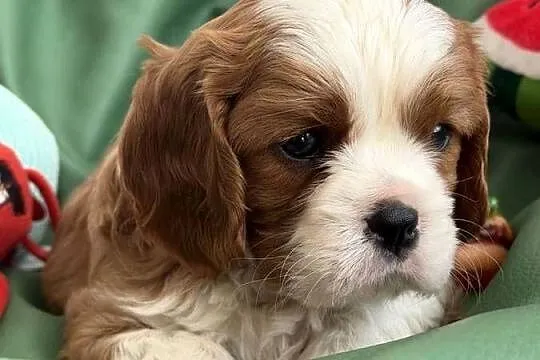 Cavalier King Charles Spaniel piesek Bambi, Łódzkie, Olsza